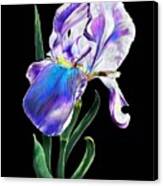 Iris #3 Canvas Print