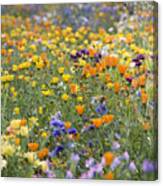 Mixed Colourful Wildflowers #3 Canvas Print