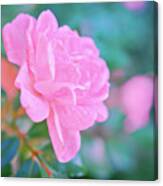 Pink Rose A Canvas Print