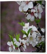 Plum White Blooming Blossom Flowers In Early Spring. Springtime Beauty #3 Canvas Print