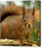 Red Squirrel #3 Canvas Print