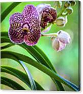 Spotted Vanda Orchid Flowers #3 Canvas Print