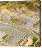 The Farmer Planted Rice Seedlings In The Terrace #3 Canvas Print
