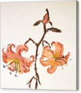 Tiger Lily #3 Canvas Print