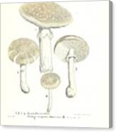 Vintage, Poisonous And Fly Mushroom Illustrations #3 Canvas Print