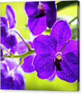 Purple Orchid Flowers #30 Canvas Print