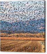 4 And 20 Hundred Blackbirds Canvas Print
