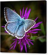 Common Blue Butterfly Canvas Print