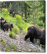 4 Cubs With Mama Grizzly Bear #399 Canvas Print