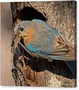 Eastern Bluebird With Nesting Material Canvas Print