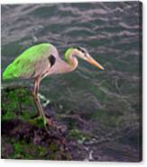 Great Blue Heron, Ardea Herodias, Santa Cruz Island, Galapagos Islands, Ecuador #4 Canvas Print