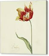 Great Tulip Book #4 Canvas Print