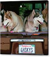 4 Huskies Canvas Print