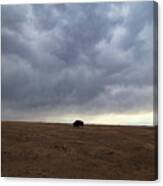 Lone Buffalo At Theodore Roosevelt National Park In North Dakota #4 Canvas Print