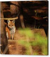 Red Fox #5 Canvas Print