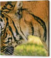 Royal Bengal Tiger #7 Canvas Print