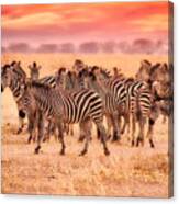 Zebra Herd #4 Canvas Print