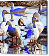 #420 Snow Geese #420 Canvas Print