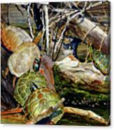 #499 Turtles #499 Canvas Print