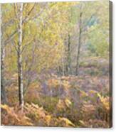 Autumn With Bilberries, Bracken And Silver Birch Trees #5 Canvas Print