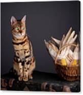 Bengal Cat Portrait #5 Canvas Print