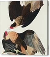 Brasilian Caracara Eagle #5 Canvas Print