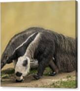 Giant Anteater #5 Canvas Print