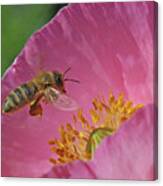 Honey Bee #5 Canvas Print