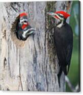 Pileated Woodpecker Family #5 Canvas Print