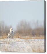 Snowy Owl #5 Canvas Print