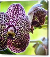 Spotted Vanda Orchid Flowers #5 Canvas Print
