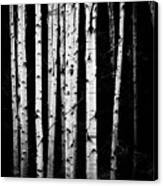 Aspen Trunks In Black And White Canvas Print