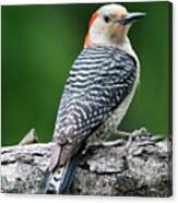 Female Red-bellied Woodpecker #6 Canvas Print