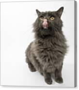 Rescue Animal - Portrait Of Domestic Longhair Cat #6 Canvas Print