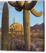 Tucson Mountains, Saguaro National Park, Arizona #6 Canvas Print