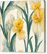 Daffodils #7 Canvas Print