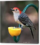 Male Red-bellied Woodpecker #7 Canvas Print