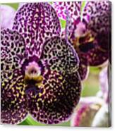 Spotted Vanda Orchid Flowers #7 Canvas Print