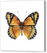 76 Viceroy Butterfly Canvas Print