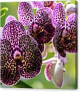 Spotted Vanda Orchid Flowers #8 Canvas Print