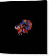 Multicolor Betta Fish Canvas Print