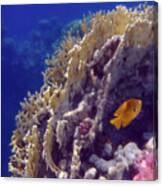 A Beautiful Coral Formation And A Sulphur Damsel Canvas Print