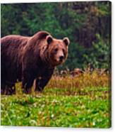 A Beautiful Male Large Brown Bear In The Carpathian Mountains, Romania. Canvas Print