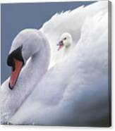 A Bed Of Feathers Canvas Print