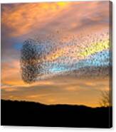 A Blackbird Swarm. Canvas Print