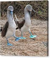 A Blue-footed Booby Pair In A Mating Dance Canvas Print