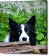 A Border Collie Is Waiting For A Task. Canvas Print