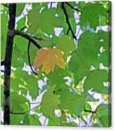 A Canopy Of Leaves Canvas Print