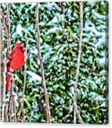 A Cardinal In Winter Canvas Print
