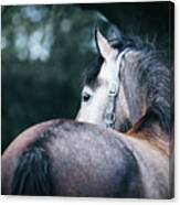 A Close-up Portrait Of Horse Profile In Nature Canvas Print